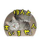 サバトラ猫 ギンちゃん（個別スタンプ：6）