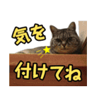 サバトラ猫 ギンちゃん（個別スタンプ：7）