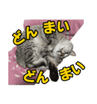 サバトラ猫 ギンちゃん（個別スタンプ：8）