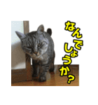 サバトラ猫 ギンちゃん（個別スタンプ：9）