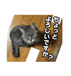 サバトラ猫 ギンちゃん（個別スタンプ：10）
