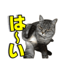 サバトラ猫 ギンちゃん（個別スタンプ：11）