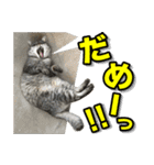 サバトラ猫 ギンちゃん（個別スタンプ：12）