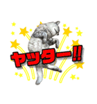 サバトラ猫 ギンちゃん（個別スタンプ：13）