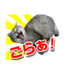 サバトラ猫 ギンちゃん（個別スタンプ：14）