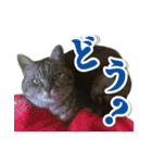 サバトラ猫 ギンちゃん（個別スタンプ：16）