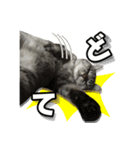 サバトラ猫 ギンちゃん（個別スタンプ：17）