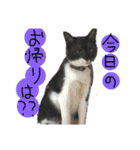 ちーごまスタンプ（個別スタンプ：1）