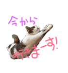 ちーごまスタンプ（個別スタンプ：2）