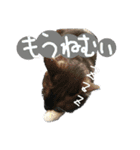 ちーごまスタンプ（個別スタンプ：4）