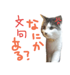 ちーごまスタンプ（個別スタンプ：5）