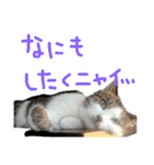 ちーごまスタンプ（個別スタンプ：6）