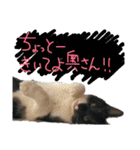 ちーごまスタンプ（個別スタンプ：12）