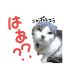ちーごまスタンプ（個別スタンプ：15）
