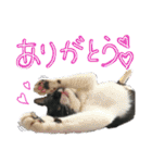 ちーごまスタンプ（個別スタンプ：17）