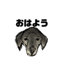 犬さんの言葉（個別スタンプ：1）