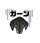 犬さんの言葉（個別スタンプ：2）