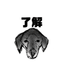 犬さんの言葉（個別スタンプ：3）