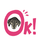 犬さんの言葉（個別スタンプ：6）