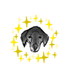 犬さんの言葉（個別スタンプ：10）