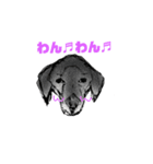 犬さんの言葉（個別スタンプ：12）