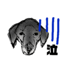 犬さんの言葉（個別スタンプ：16）
