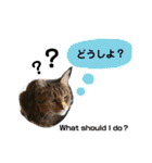 ハナさんのスタンプ！（個別スタンプ：1）