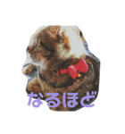 ハナさんのスタンプ！（個別スタンプ：16）