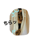 ハナさんのスタンプ！（個別スタンプ：22）