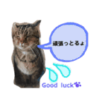 ハナさんのスタンプ！（個別スタンプ：36）