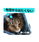 ハナさんのスタンプ！（個別スタンプ：37）