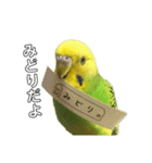 セキセイインコ みどり2（個別スタンプ：1）