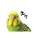 セキセイインコ みどり2（個別スタンプ：2）