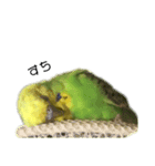 セキセイインコ みどり2（個別スタンプ：3）