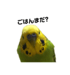 セキセイインコ みどり2（個別スタンプ：5）
