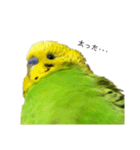 セキセイインコ みどり2（個別スタンプ：6）