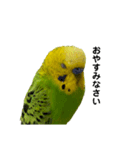 セキセイインコ みどり2（個別スタンプ：7）