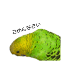 セキセイインコ みどり2（個別スタンプ：8）