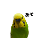 セキセイインコ みどり2（個別スタンプ：9）