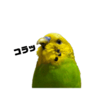 セキセイインコ みどり2（個別スタンプ：10）