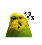 セキセイインコ みどり2（個別スタンプ：11）