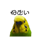 セキセイインコ みどり2（個別スタンプ：12）