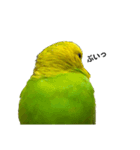 セキセイインコ みどり2（個別スタンプ：13）