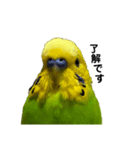 セキセイインコ みどり2（個別スタンプ：14）