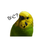 セキセイインコ みどり2（個別スタンプ：15）