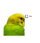 セキセイインコ みどり2（個別スタンプ：16）