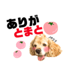 世界一可愛いとまとくん（個別スタンプ：13）