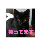 我が家のアイドルクロロちゃん（個別スタンプ：1）