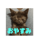 我が家のアイドルクロロちゃん（個別スタンプ：2）