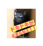 我が家のアイドルクロロちゃん（個別スタンプ：4）
